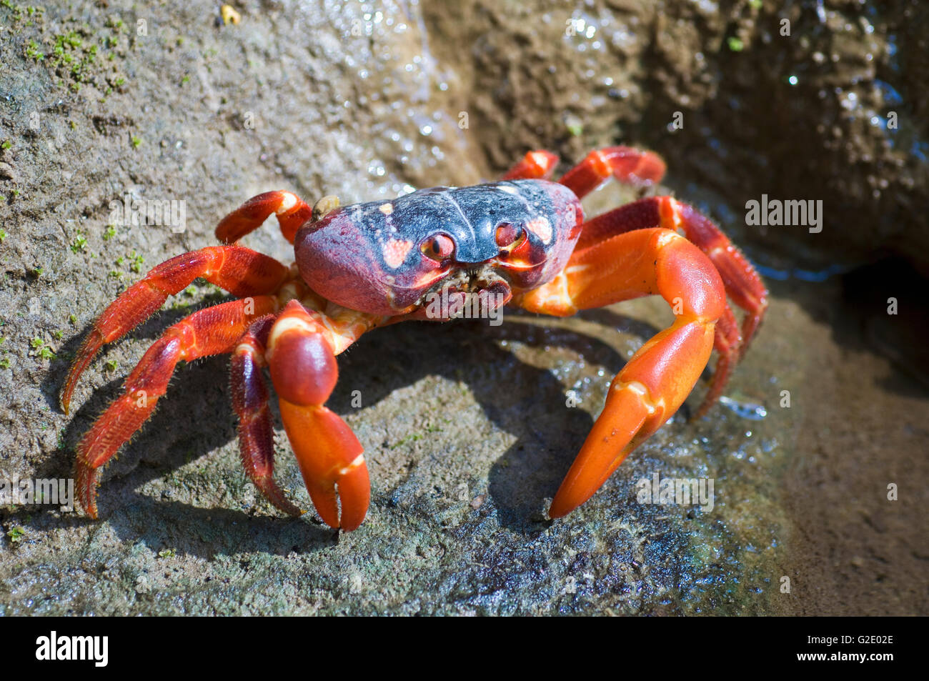 Weihnachtsinsel rote Krabbe (Gecarcoidea Natalis) in einem Süßwasser-stream Stockfoto