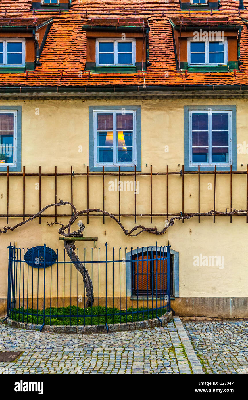 Slowenien - Podravska Maribor - Dravska Ulica-mit die älteste edle Rebe der Welt nach Hause Stockfoto