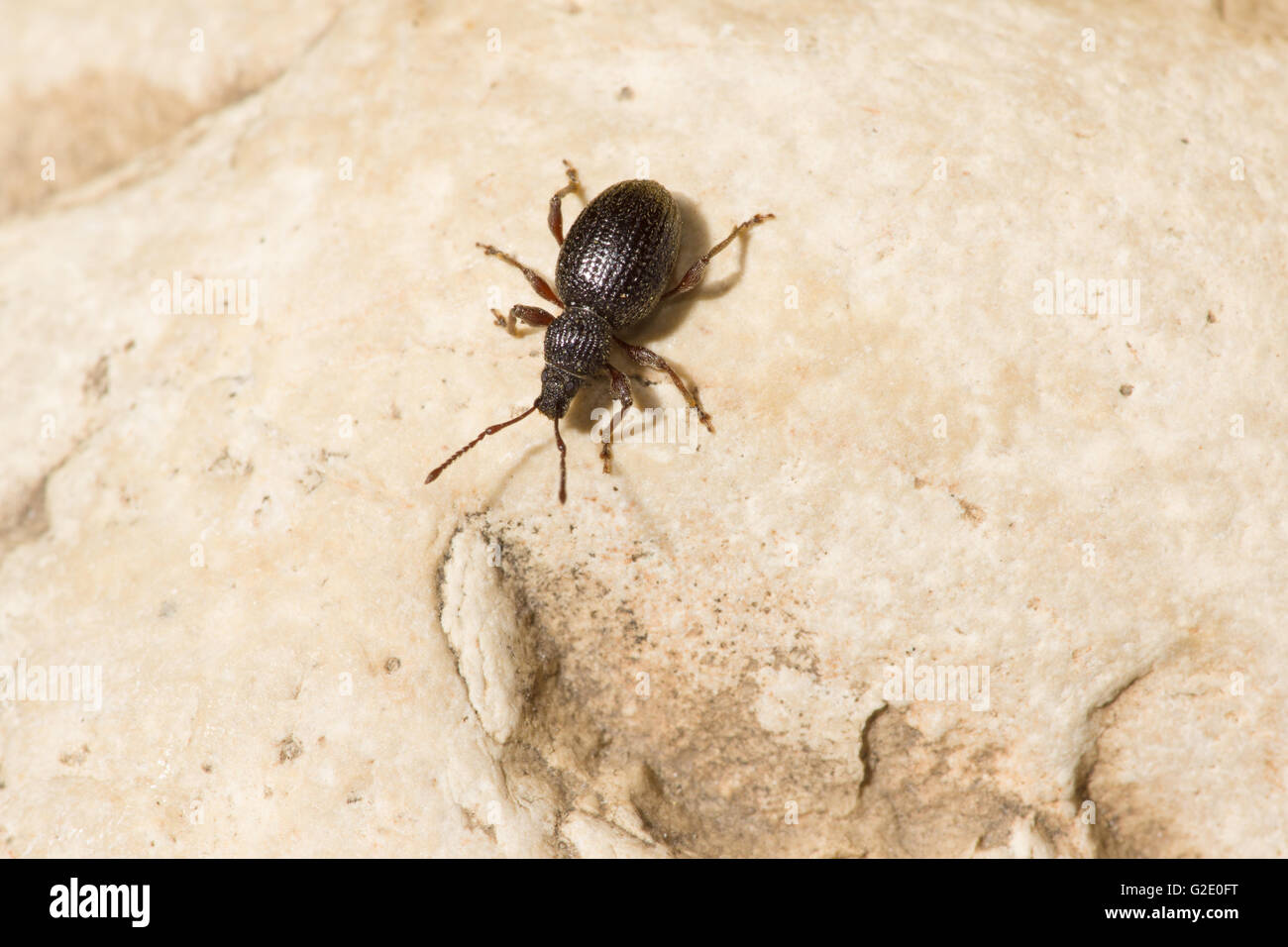 großen schwarzen Käfer mit einem großen schwarzen Käfer über Felsen und sand Stockfoto