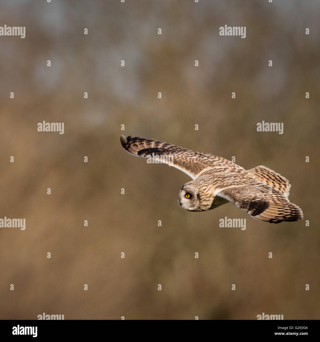 Wilde Short eared Eule im Flug auf der Suche nach Beute (Asio Flammeus) Stockfoto