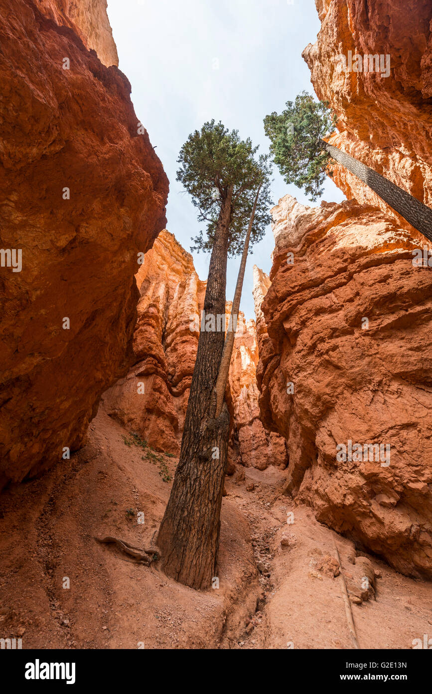 Douglasie (Pseudotsuga Menziesii), farbige Felsformationen, Hoodoos, Navajo Loop Trail, Bryce-Canyon-Nationalpark, Utah, USA Stockfoto