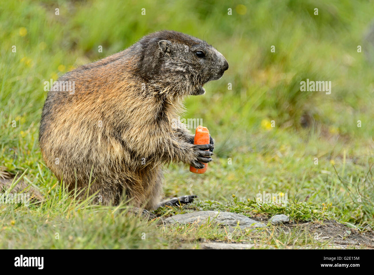 Alpen-Murmeltier (Marmota Marmota) Essen, Nationalpark Hohe Tauern, Österreich Stockfoto