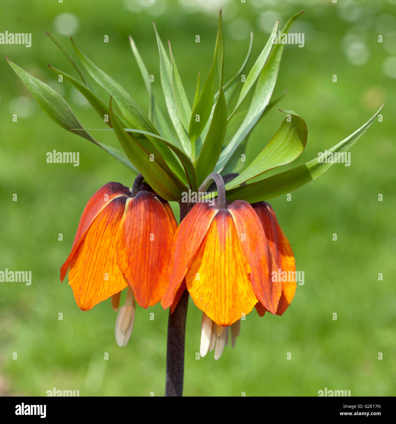 Crown Imperial Fritillary, Crown Imperial oder Kaisers Krone (Fritillaria Imperialis) "Brilliant Orange" Stockfoto