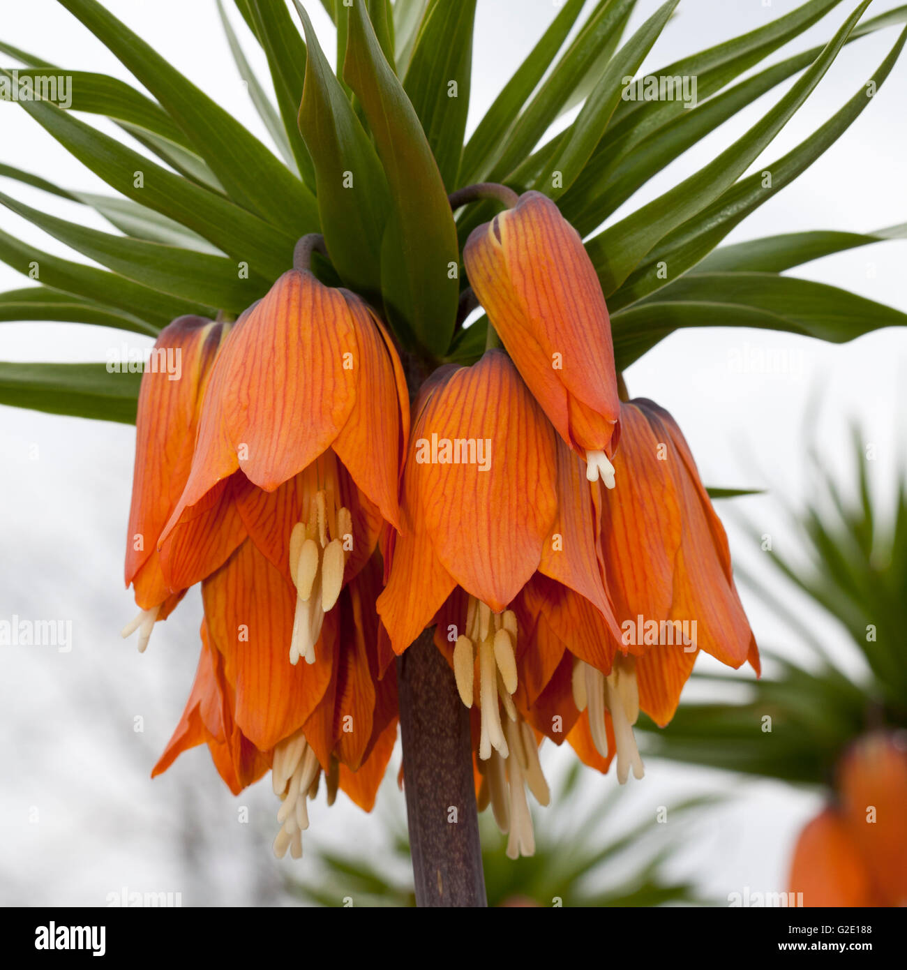 Crown Imperial Fritillary, Crown Imperial oder Kaisers Krone (Fritillaria Imperialis), Ruhrgebiet, Dortmund Stockfoto