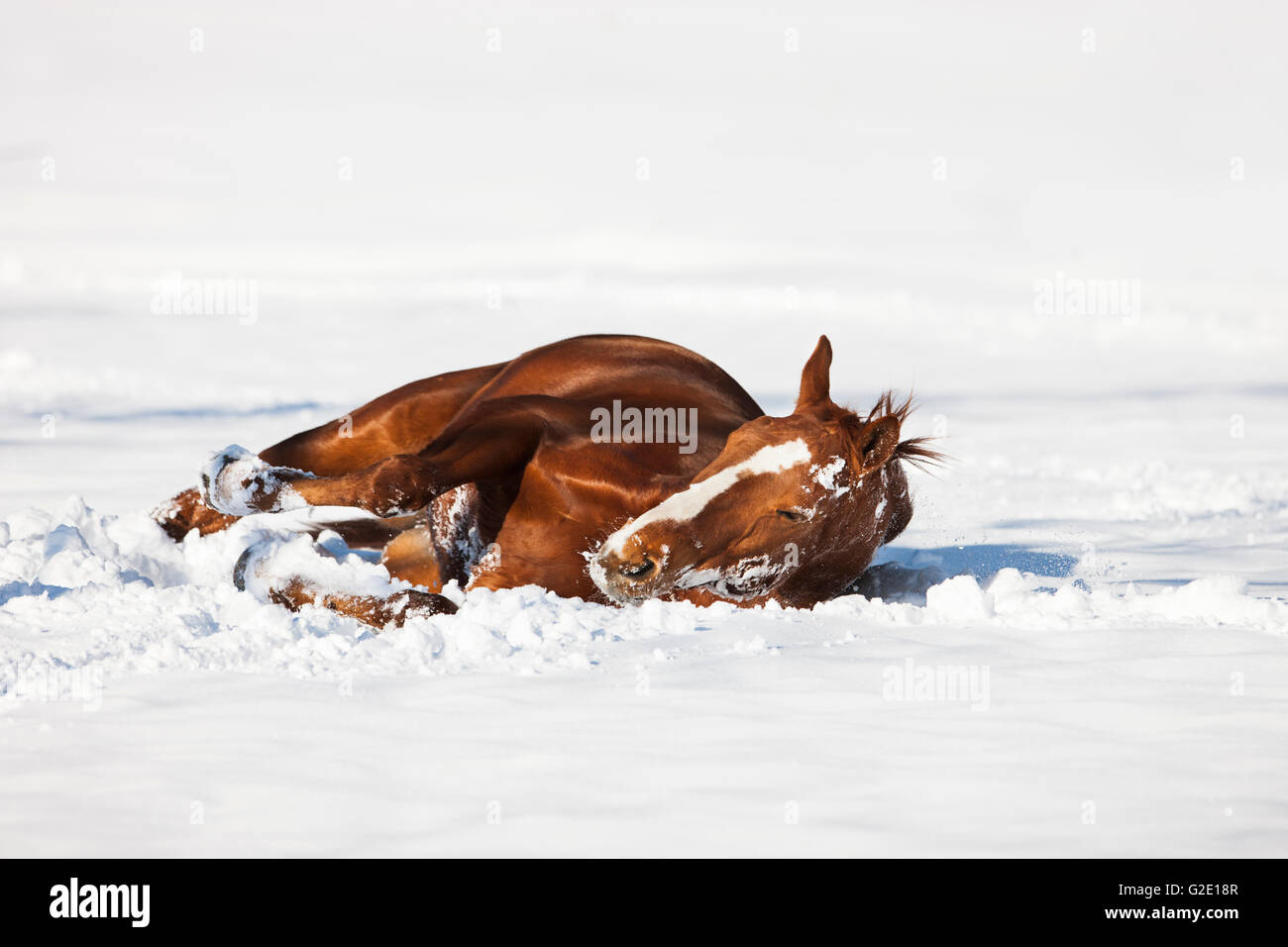 Hannoveraner Pferd, braun, rötlich Fuchspelz, wälzen im Schnee, Tirol, Österreich Stockfoto