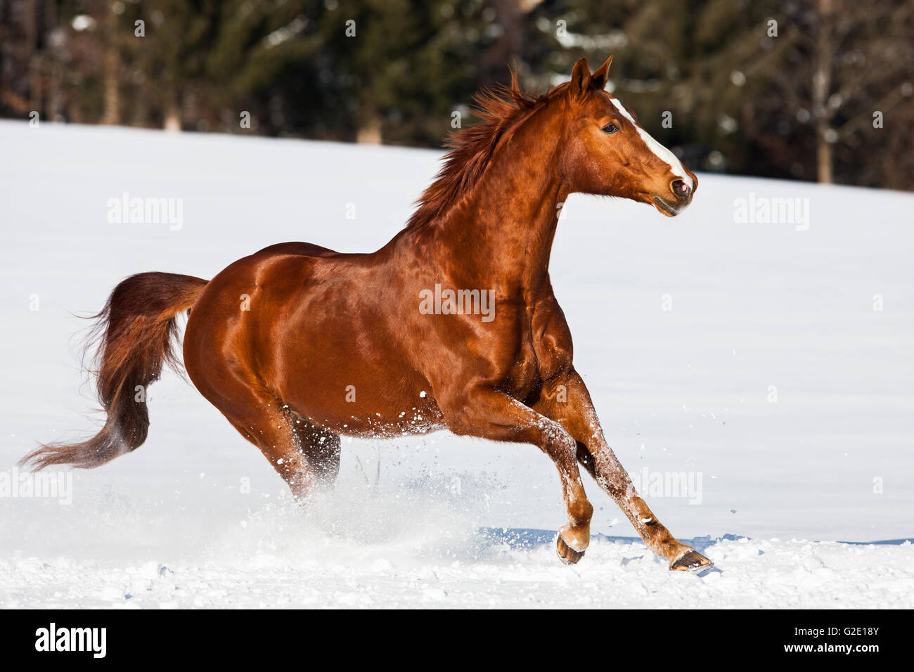 Hannoveraner Pferd, braun, rötlich Fuchspelz, Galopp im Schnee, Tirol, Österreich Stockfoto