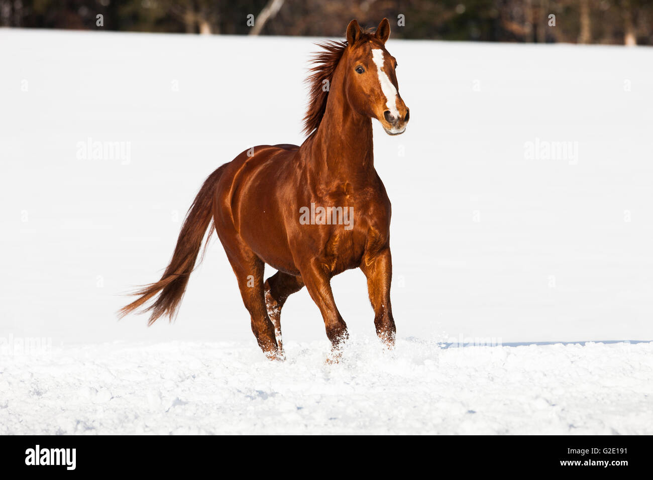 Hannoveraner Pferd, braun, rötlich Fuchspelz, trabt im Schnee, Tirol, Österreich Stockfoto
