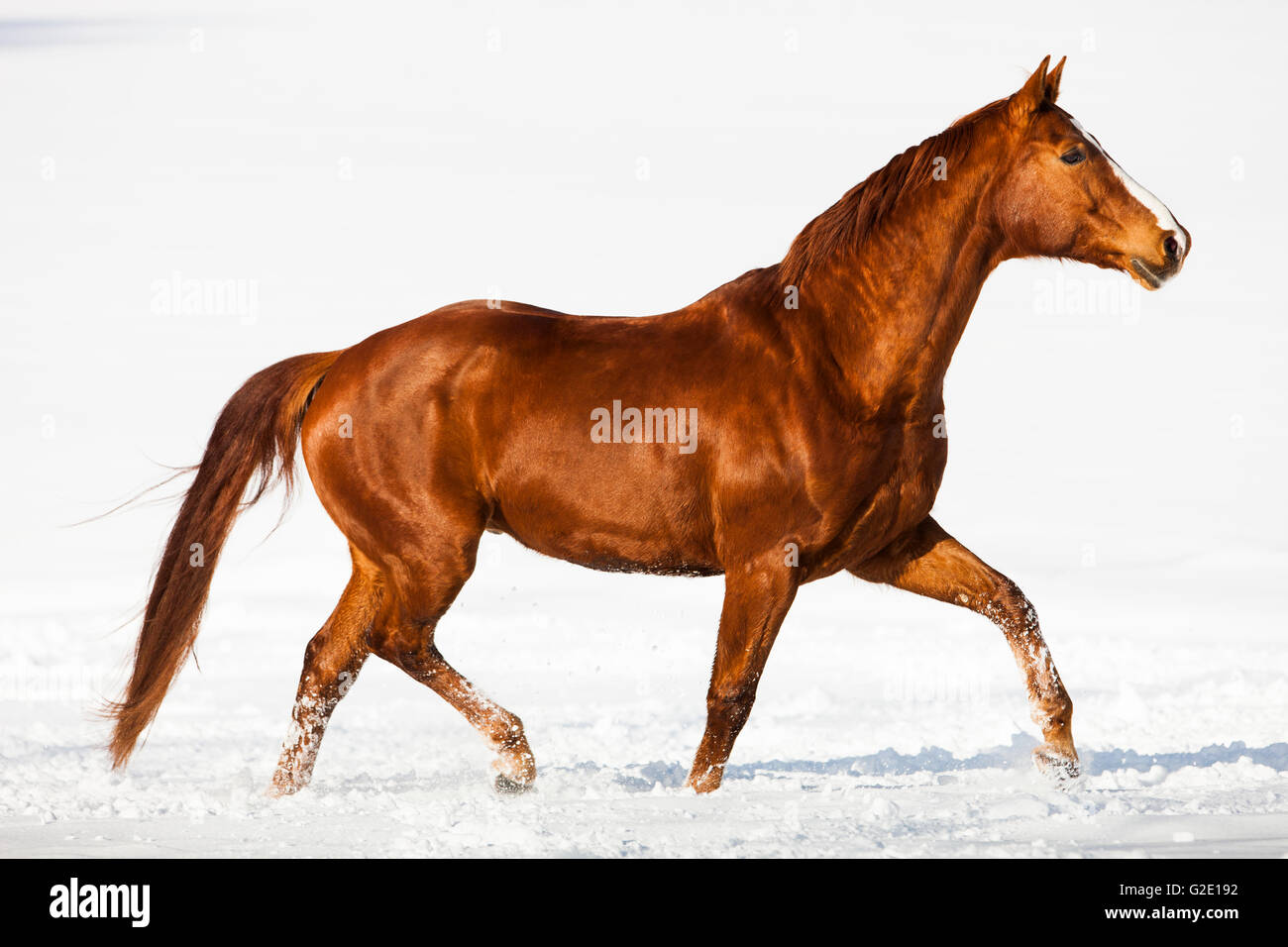 Hannoveraner Pferd, braun, rötlich Fuchspelz, trabt im Schnee, Tirol, Österreich Stockfoto