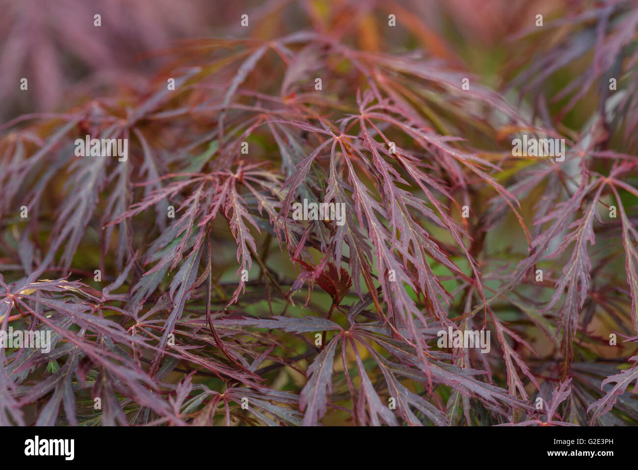 Acer Palmatum Atropurpureum Dissectum Stockfoto