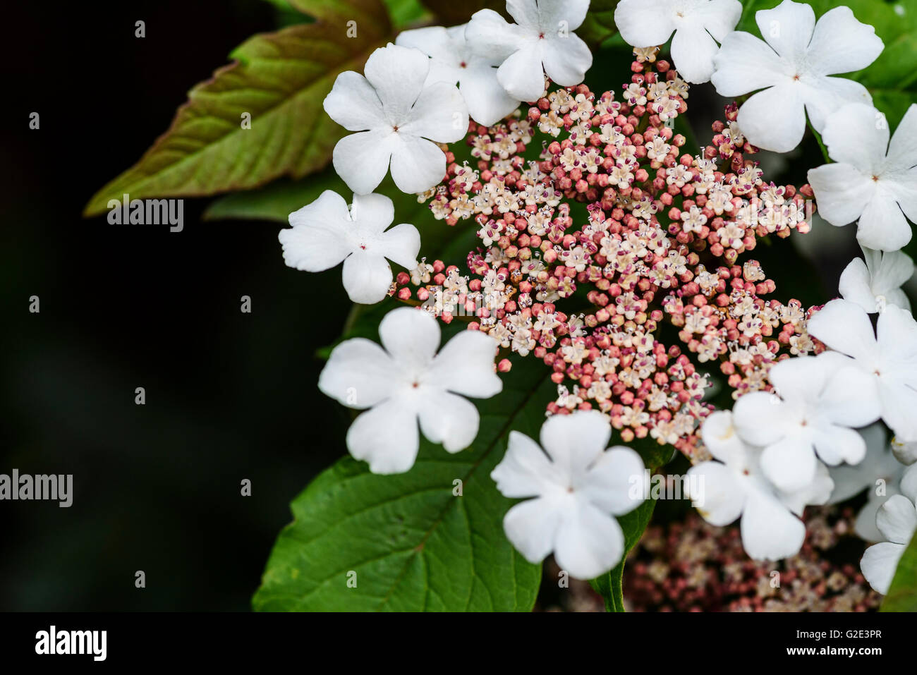 Viburnum Sargentii Onondaga, Caprifoliaceae Stockfoto