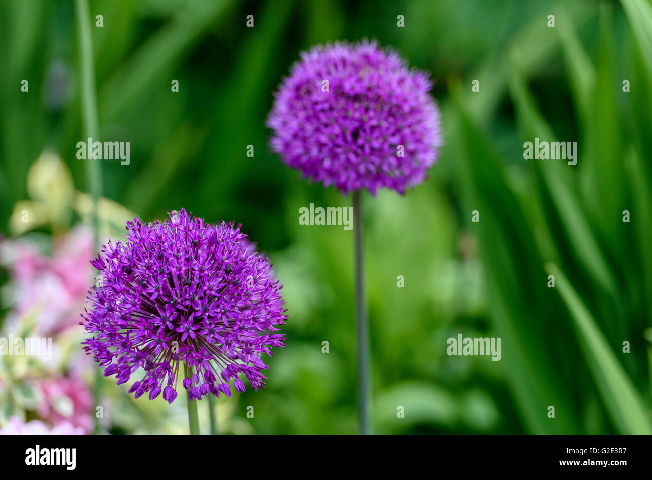 Allium Hollandicum Purple Sensation, niederländische Knoblauch Stockfoto