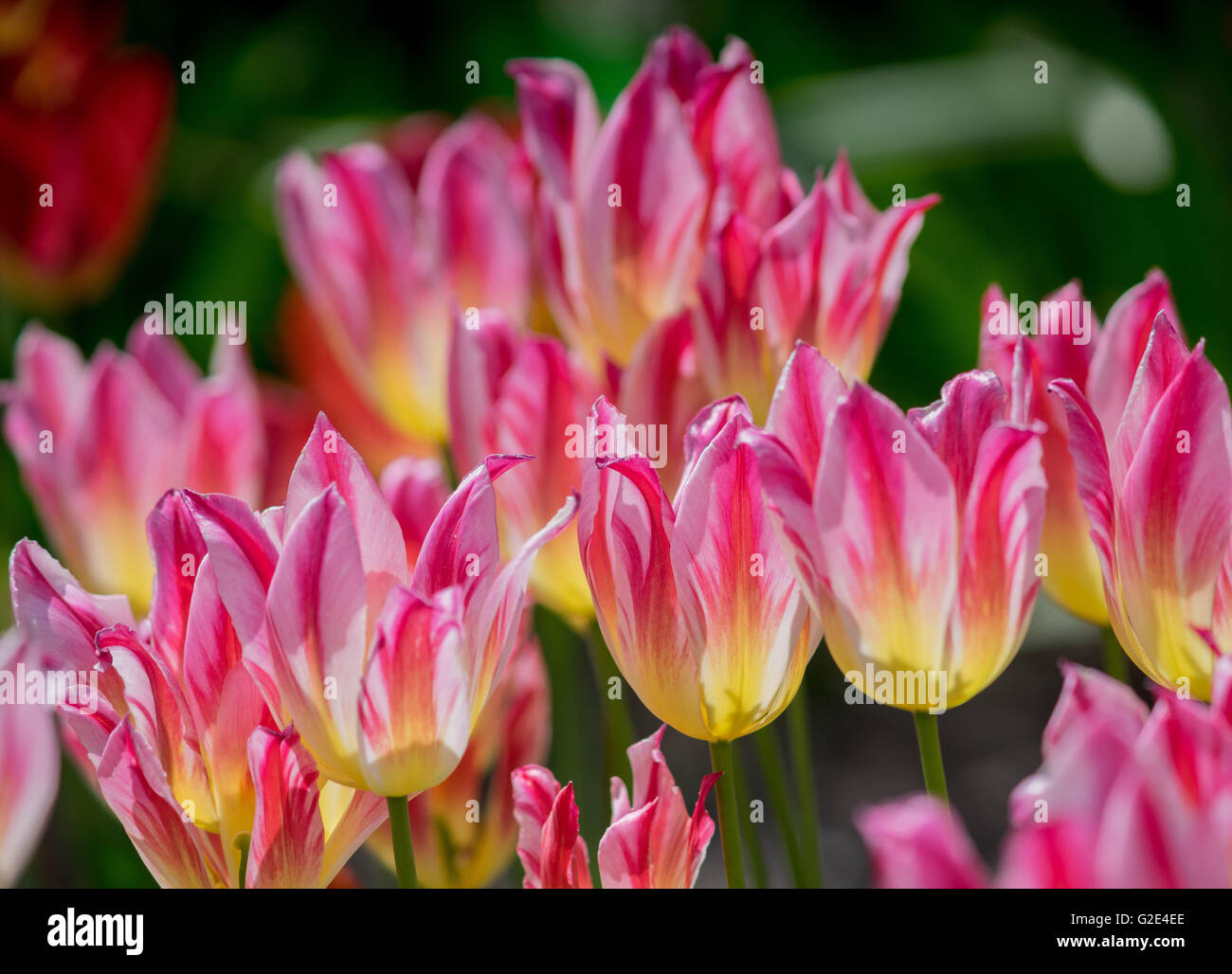 Cluster von roten, gelben und weißen Tricolor Tulpen hautnah Stockfoto