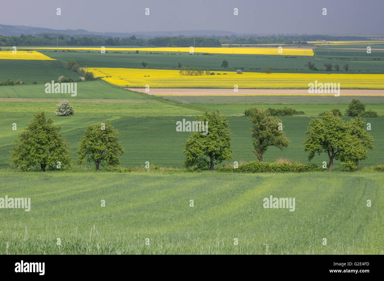 Hügelige onduliert keimenden bunten Frühling Felder niedriger Schlesien Polen Stockfoto