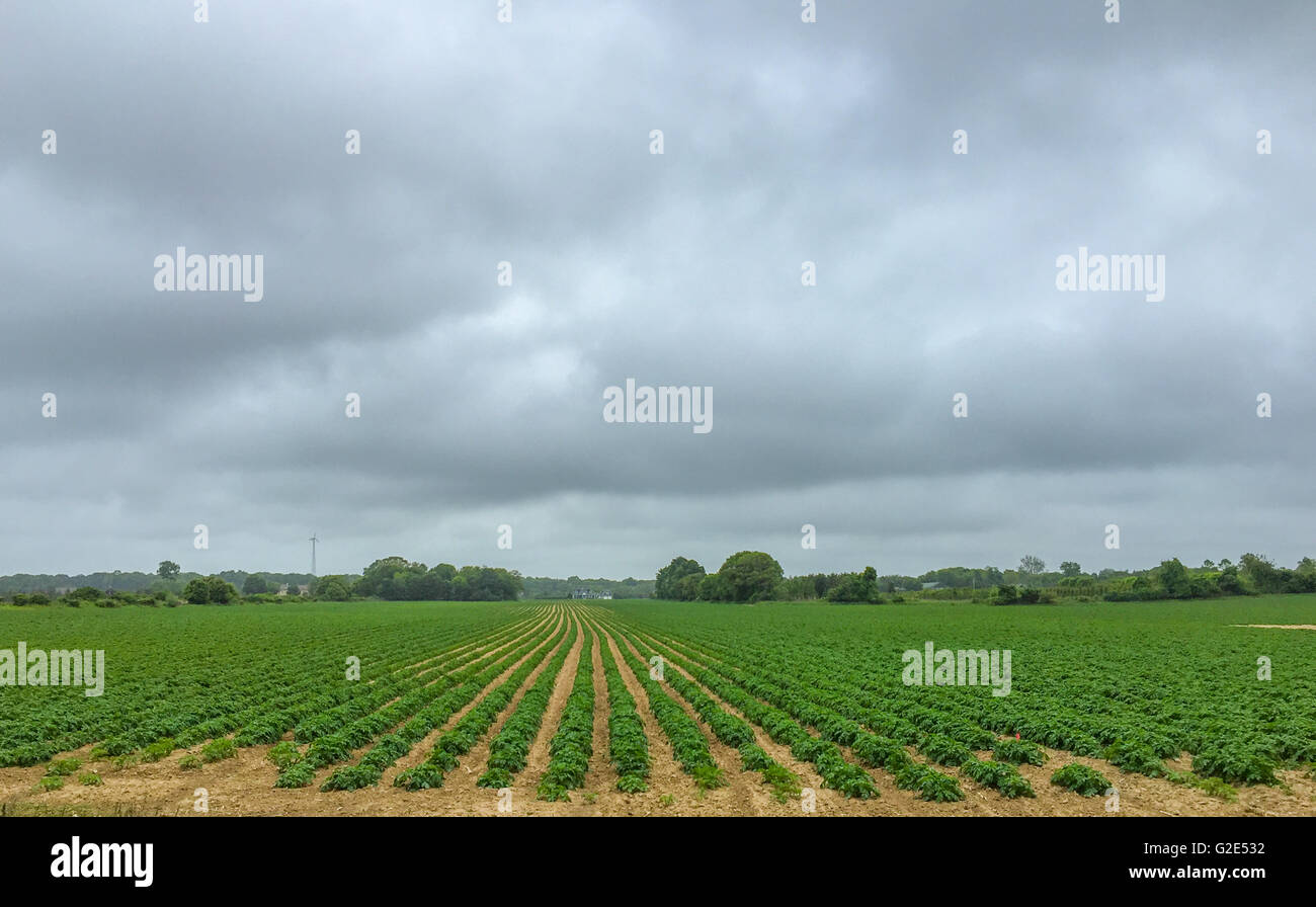 Feld auf einem Bauernhof mit Reihen von Kulturen Stockfoto