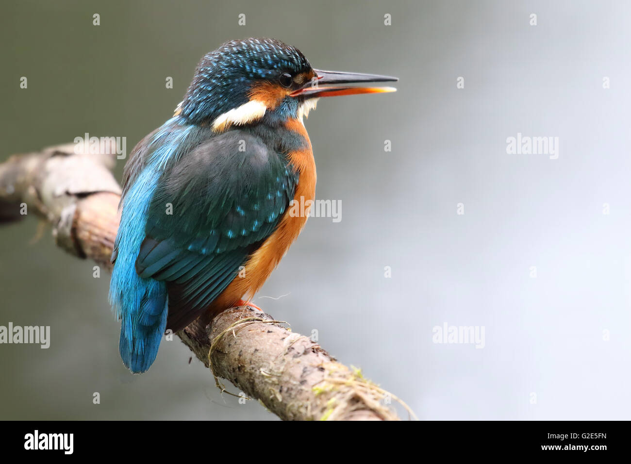 Weibliches Wild Eisvogel (Alcedo Atthis) saß auf Filiale Barsch. Bei Morton Seen, Fife, Schottland genommen. Stockfoto