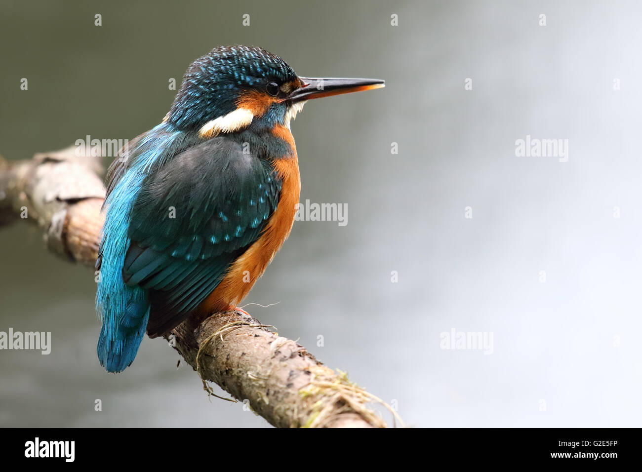 Weibliches Wild Eisvogel (Alcedo Atthis) saß auf Filiale Barsch. Bei Morton Seen, Fife, Schottland genommen. Stockfoto
