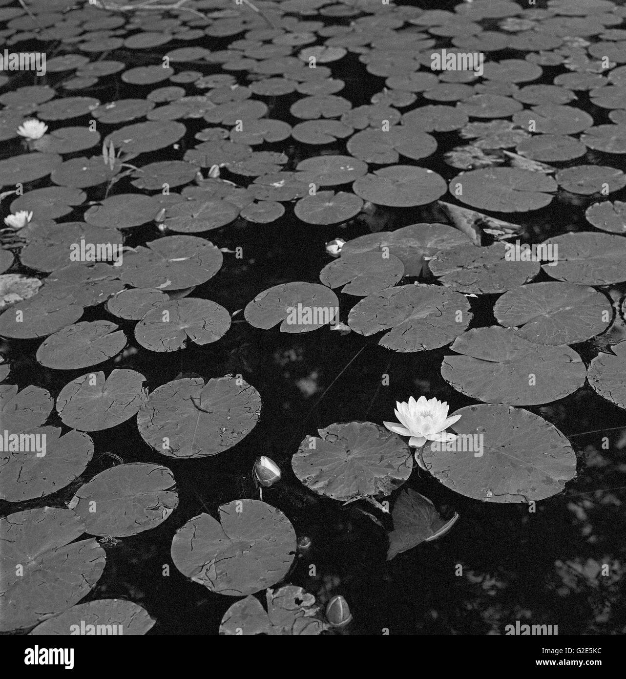 Lily Pads Stockfoto