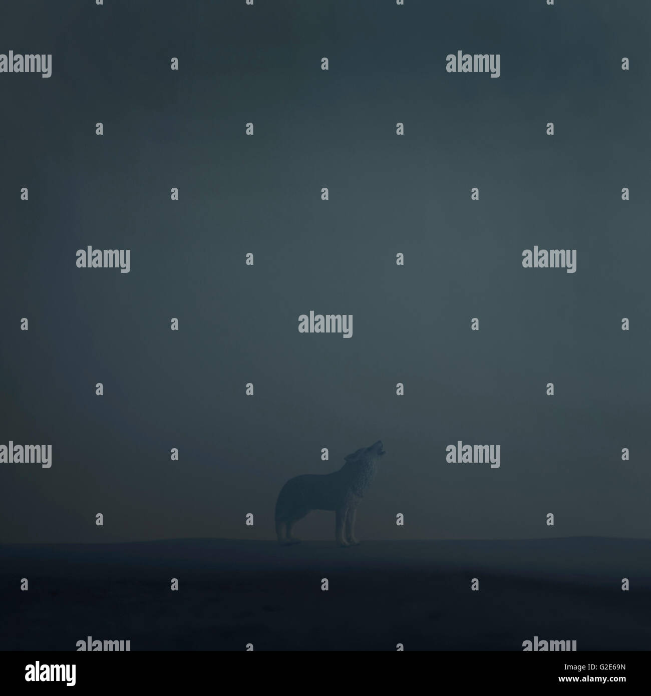 Heulender Wolf im Nebel Stockfoto