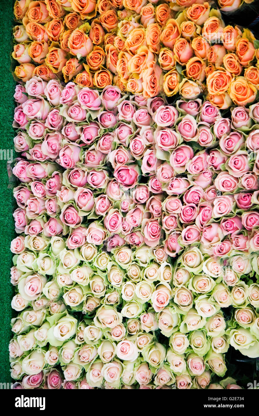 Tri-farbige Rosen Stockfoto