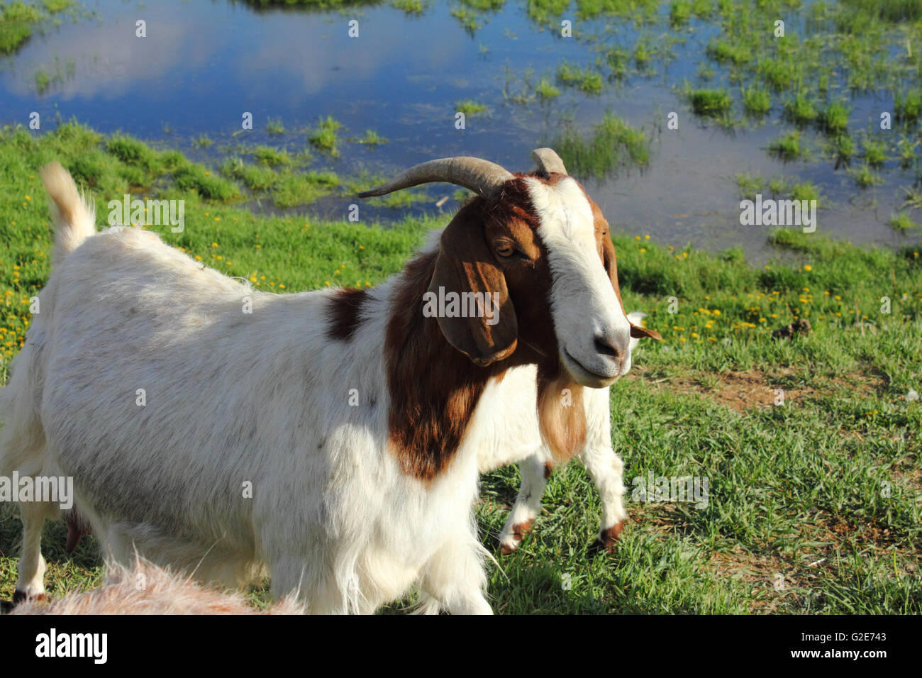 Eine Ziege (Capra Aegagrus Hircus) auf einem Bauernhof in Alberta, Kanada Stockfoto