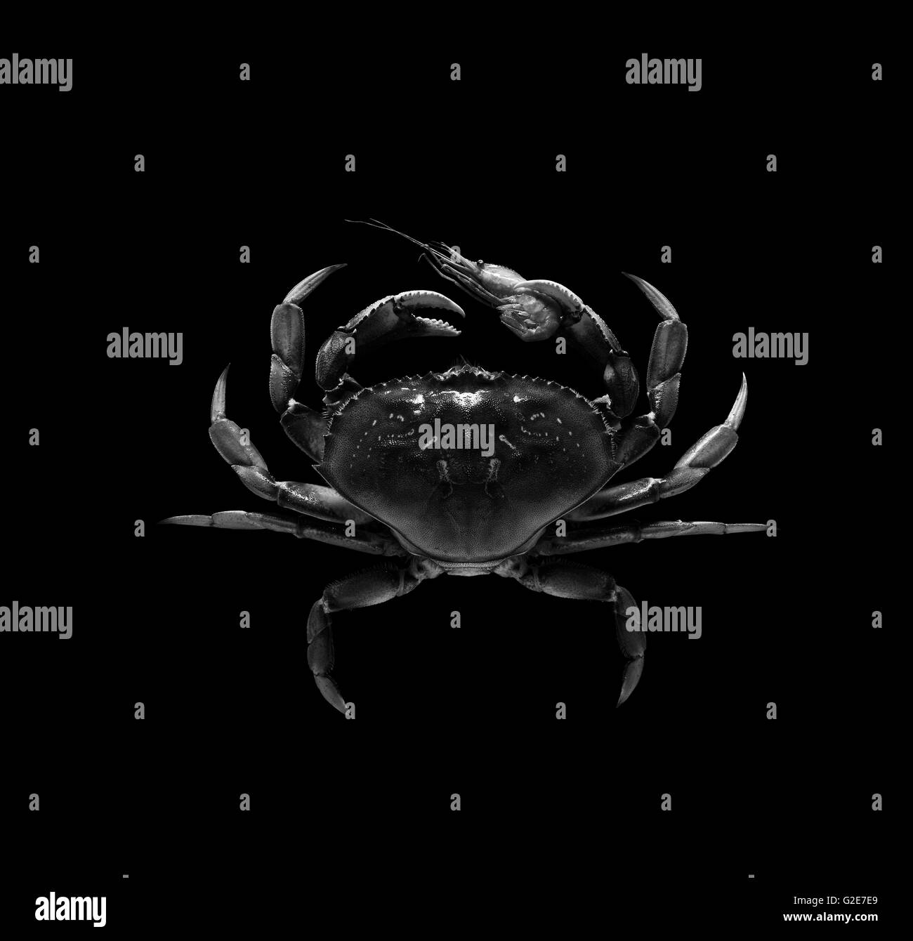 Krabben Sie, Garnelen mit Klaue auf schwarzem Hintergrund halten Stockfoto