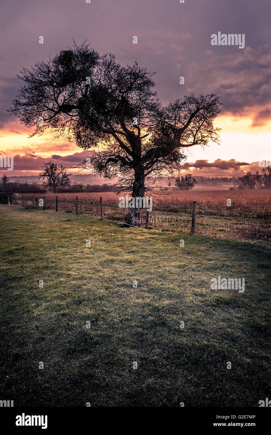 Einsamer Baum gegen Zaun im ländlichen Bereich Stockfoto