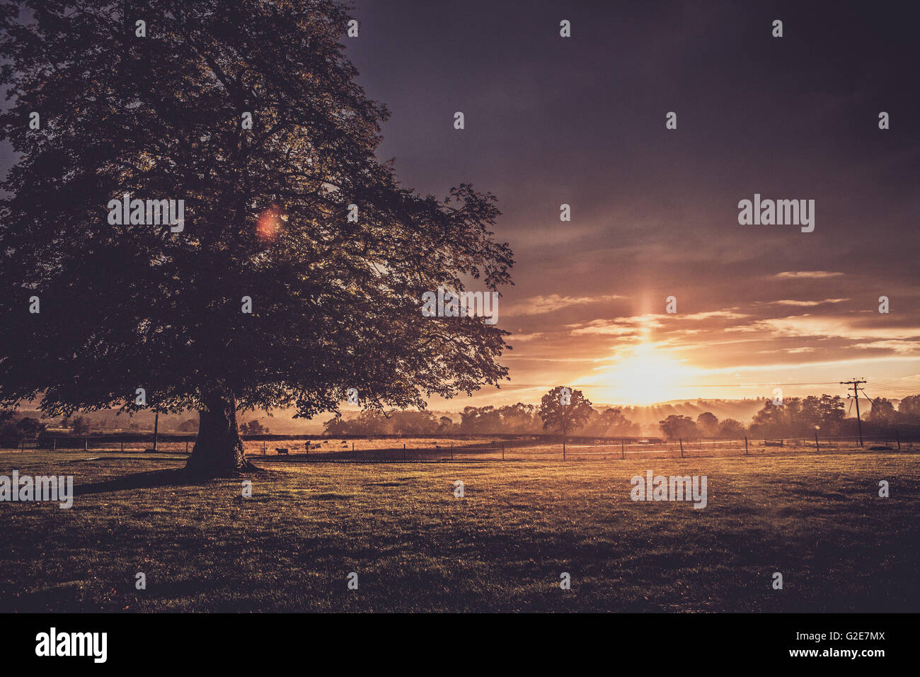 Einsamer Baum im Feld mit Sonnenuntergang im Hintergrund Stockfoto
