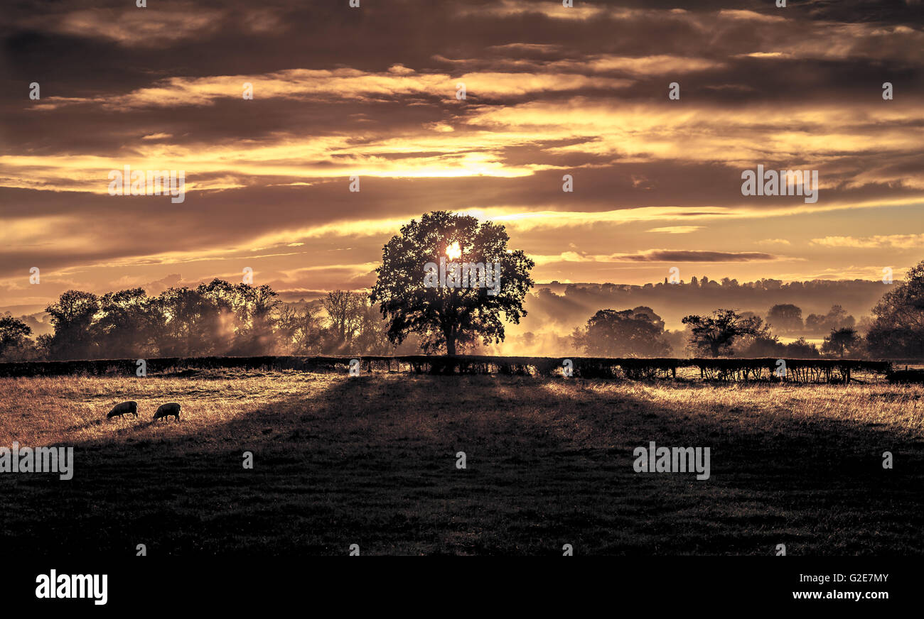 Sonnenuntergang hinter dem Baum im ländlichen Bereich, Gloucestershire, England Stockfoto