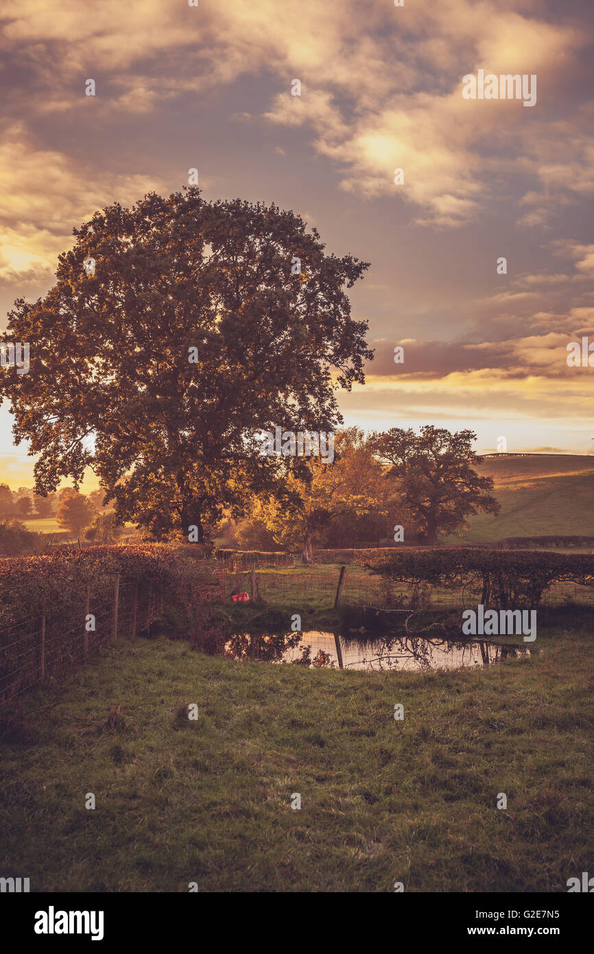 Kleinen Teich unter großer Baum Stockfoto