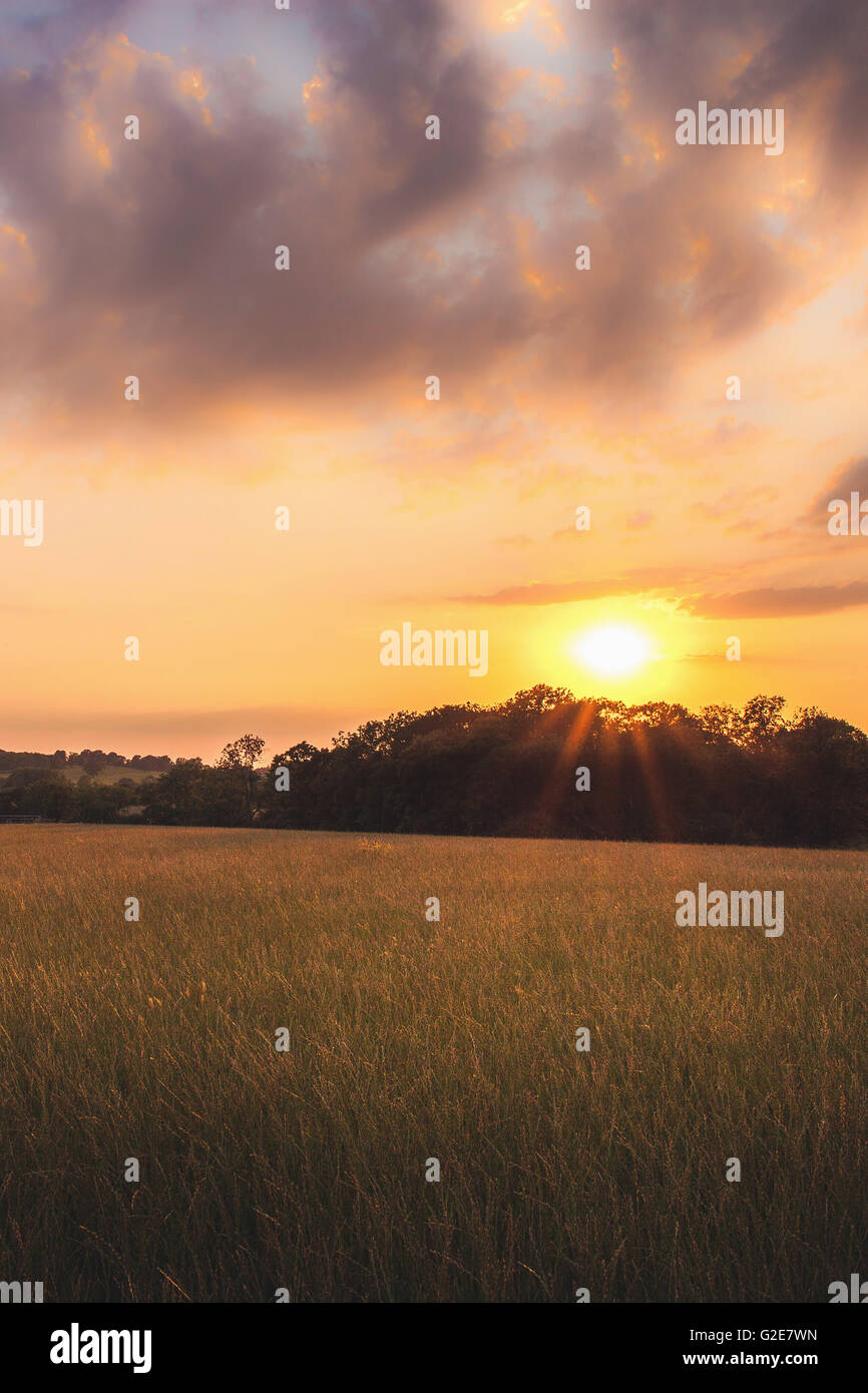 Wiese und Bäume mit gelben Sonne Stockfoto