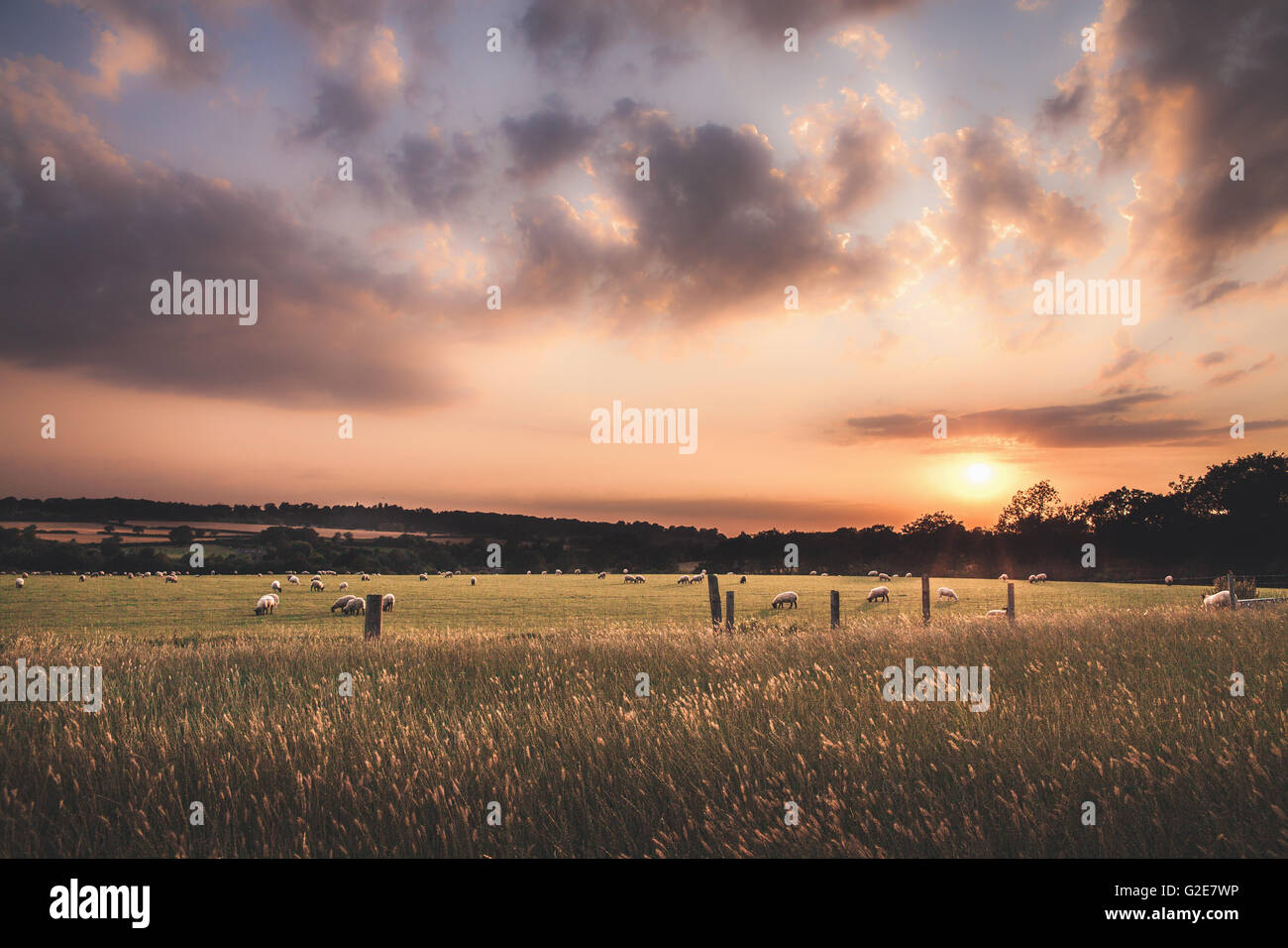 Schafe weiden bei Sonnenuntergang Stockfoto