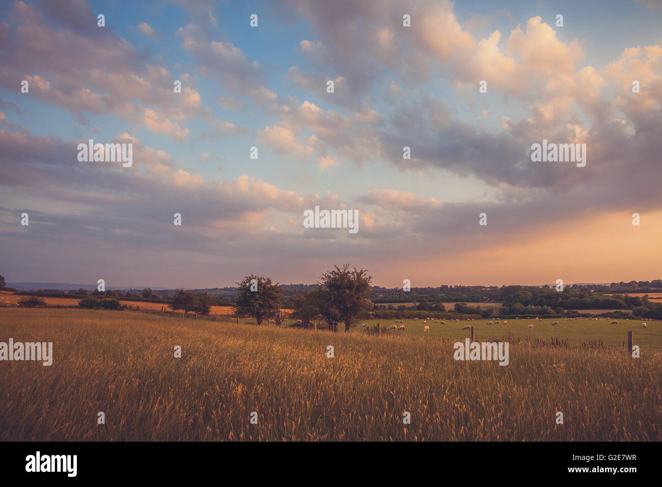 Schafbeweidung in ländlichen Bereichen bei Sonnenuntergang Stockfoto