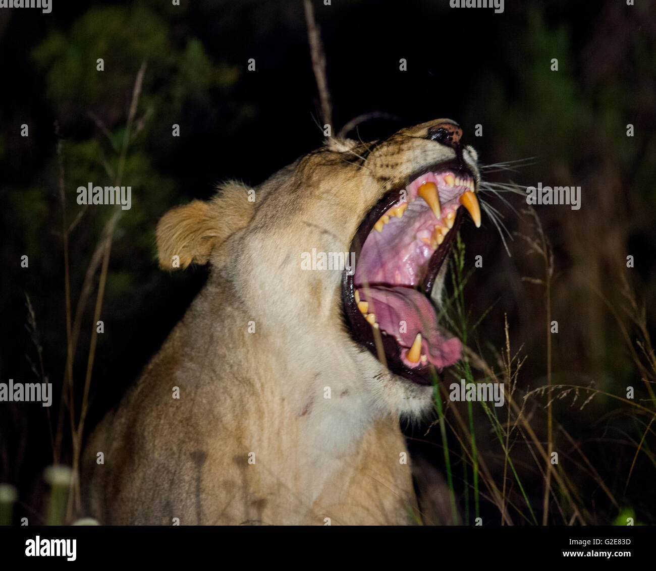 Löwen Gähnen, wilden Löwen, Safari, Nacht-Löwe Stockfoto