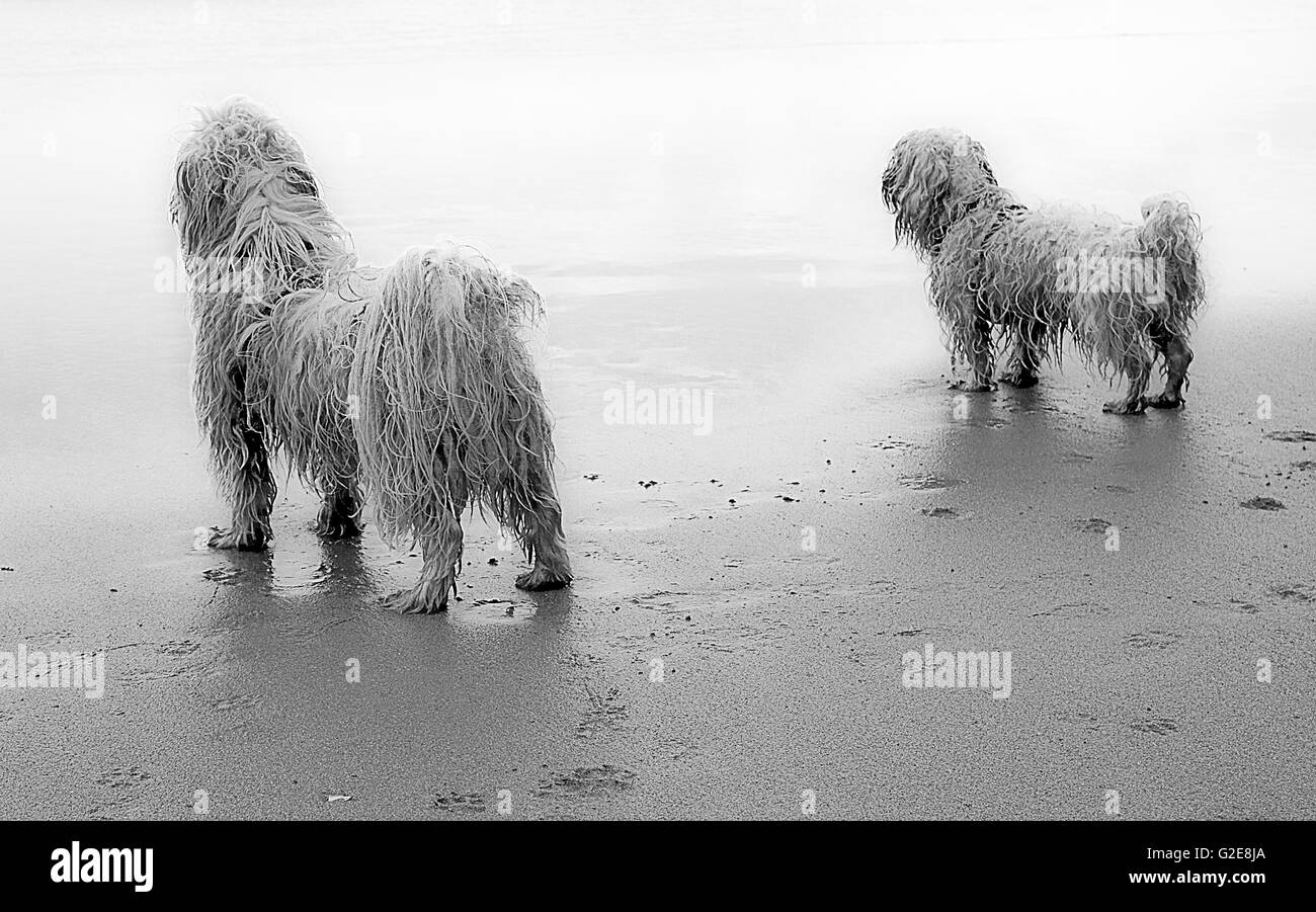 Zwei Hunde am Strand, Rückansicht Stockfoto