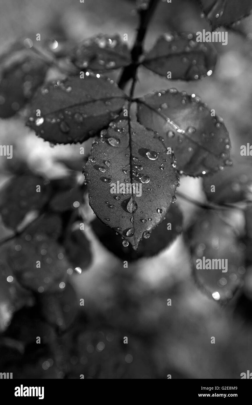 Regentropfen auf Pflanzenblättern Stockfoto
