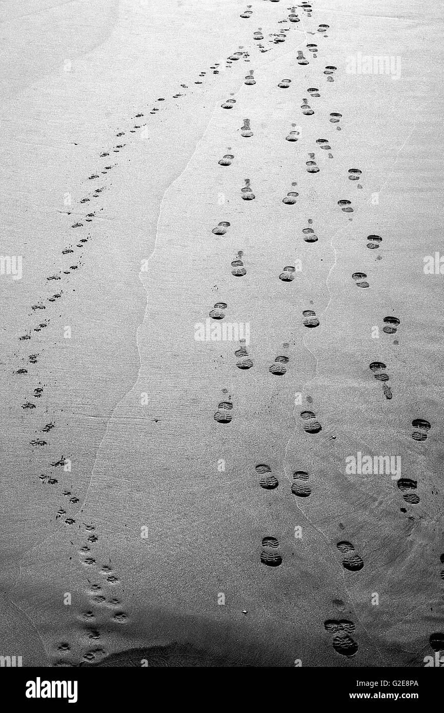 Fußspuren und Pfotenabdrücke im Sand Stockfoto