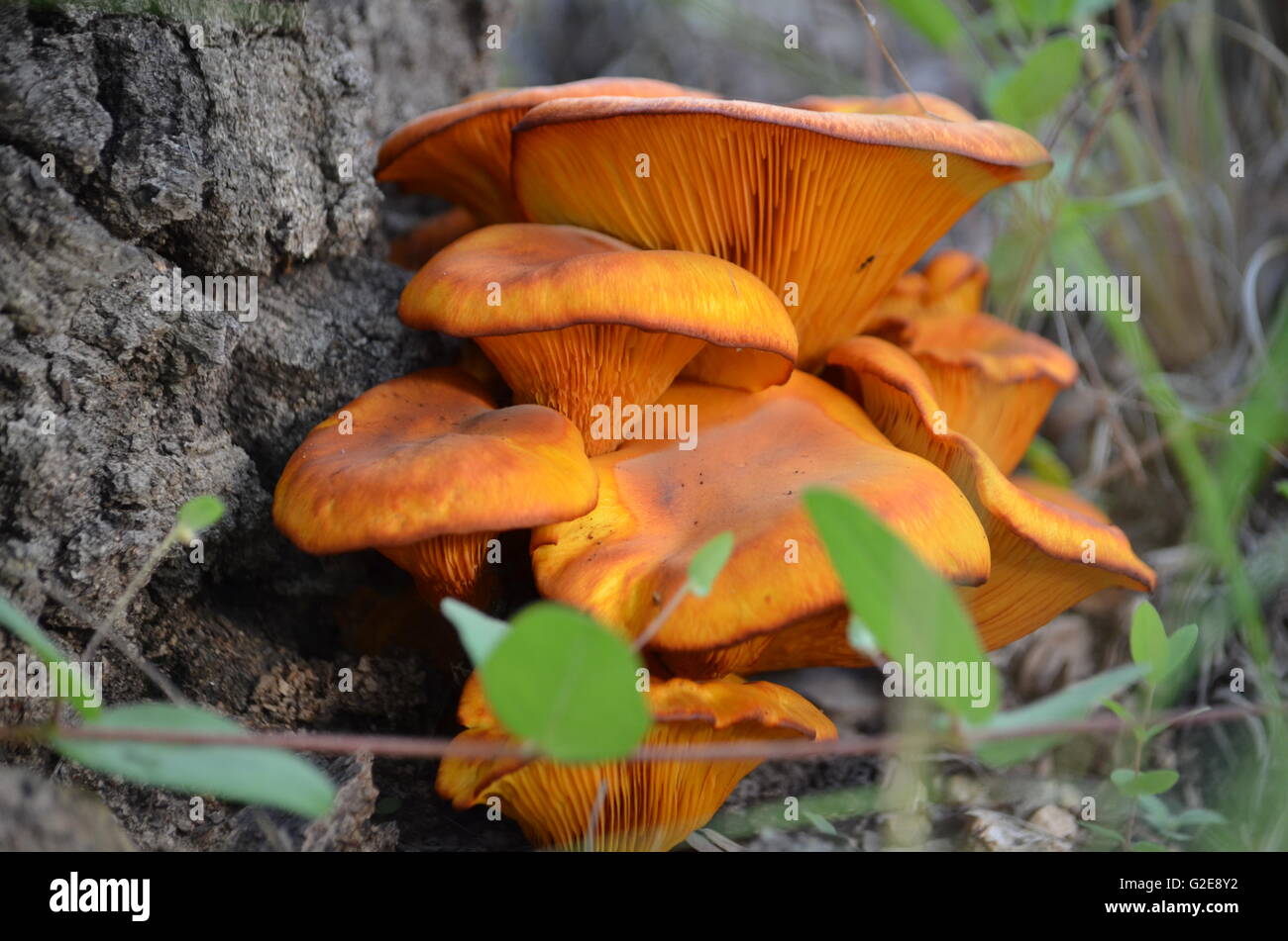 Orange Pilz auf Baumstumpf Stockfoto