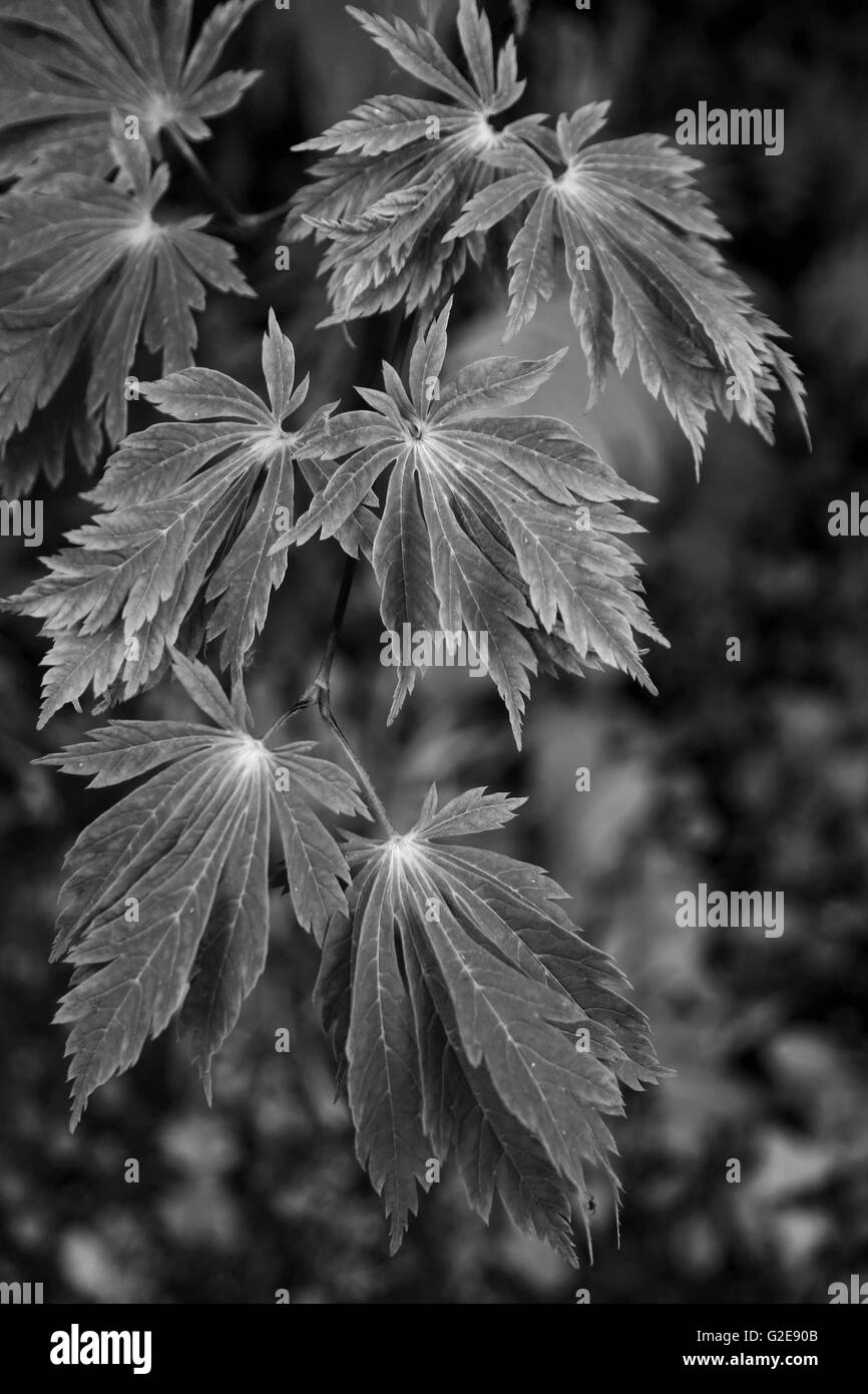 Pflanzenblätter, Nahaufnahme Stockfoto