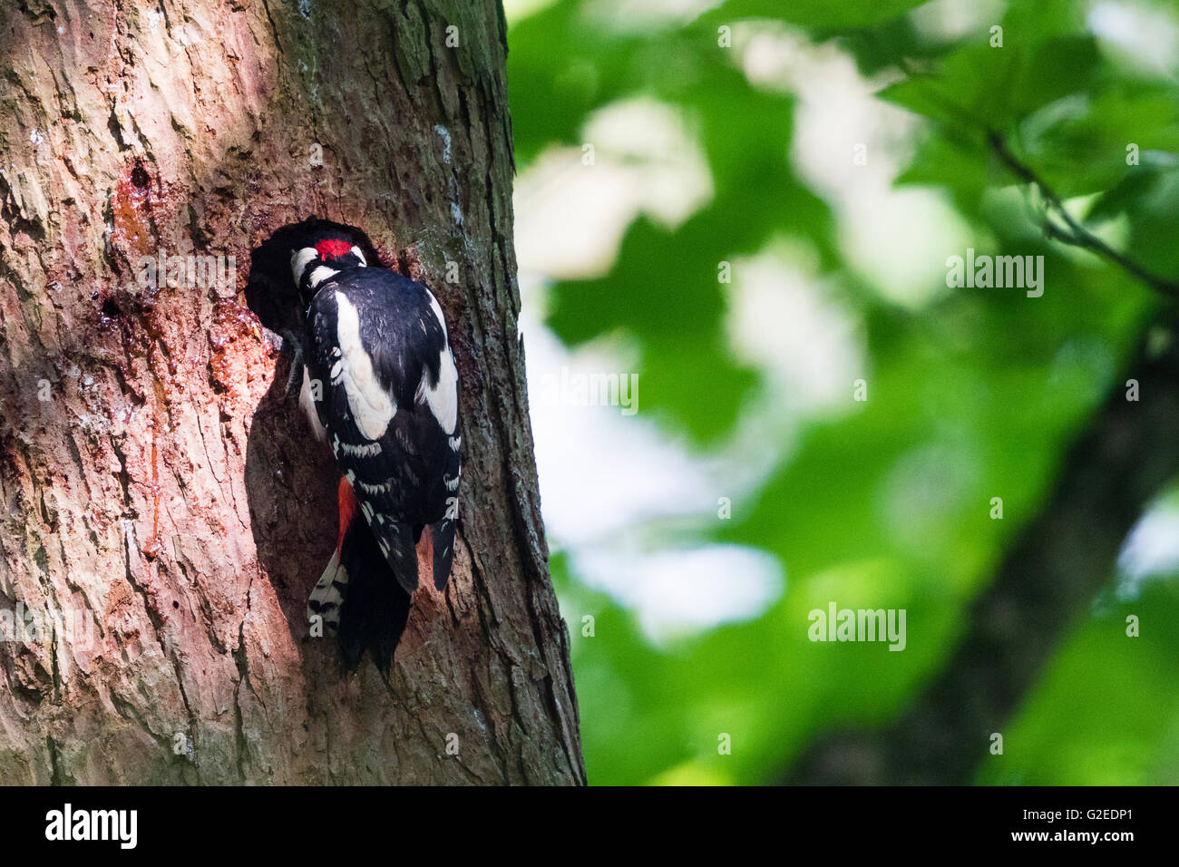 Ein (Dendrocopus großen) Buntspecht Besucher auf seinen jungen Küken im Nest in einer Tanne. Stockfoto