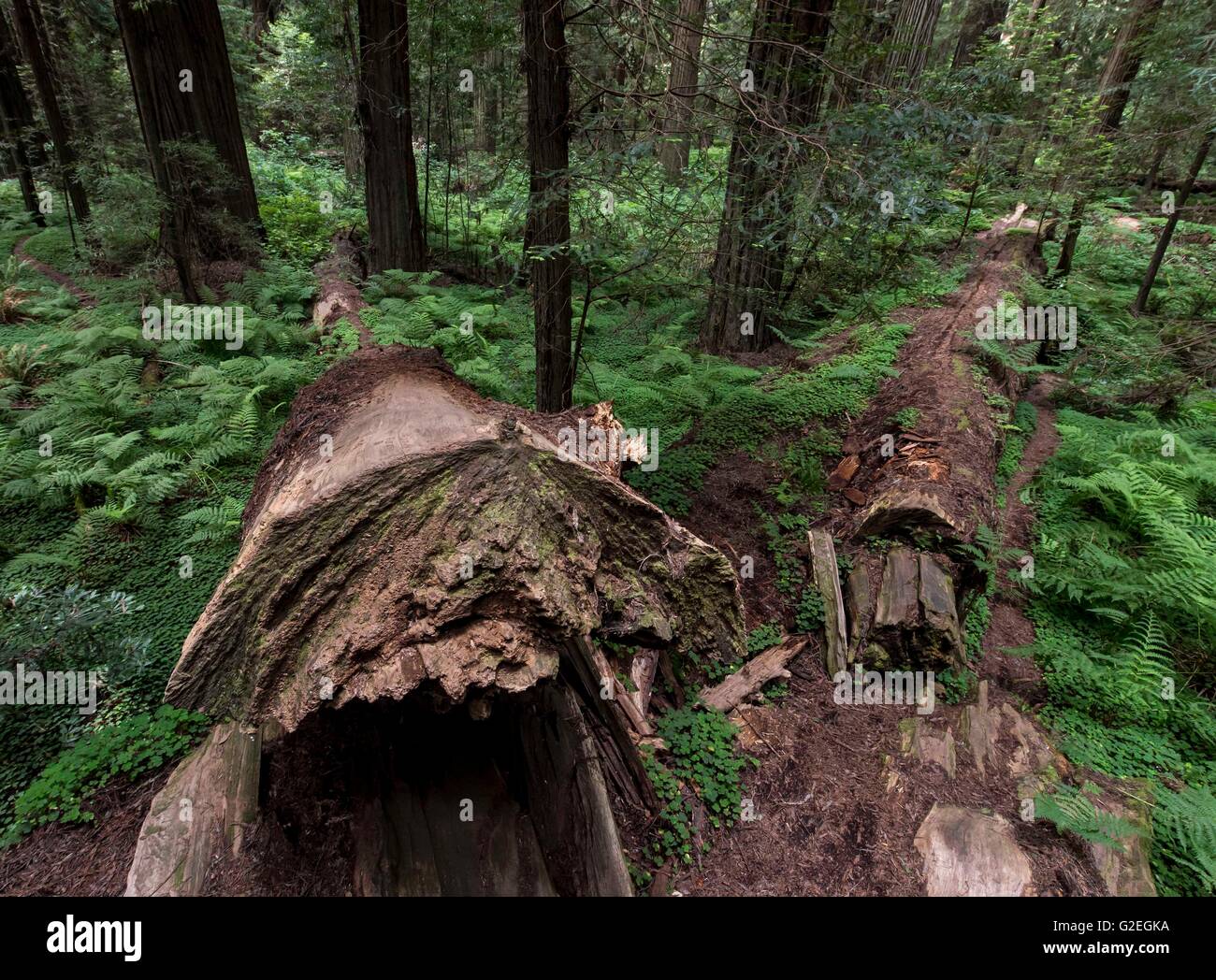 Humboldt County, Kalifornien, USA. 29. Mai 2016. Die Avenue of the Giants eine 31-Meilen lange Fahrt durch Humboldt Redwoods State Park auf dem alten Highway 101 umfasst den längsten verbleibenden natives Redwood-Bäume in der Welt. © Brian Cahn/ZUMA Draht/Alamy Live-Nachrichten Stockfoto