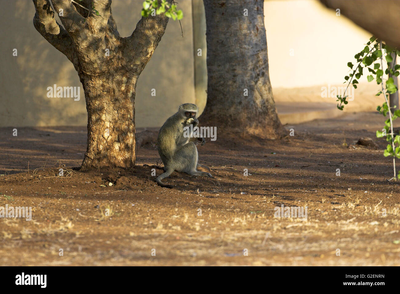 Vervet Affen Chlorocebus Pygerythrus Fütterung Krüger Nationalpark in Südafrika Stockfoto