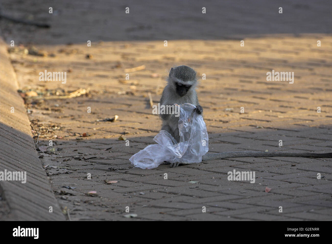 Vervet Affen Chlorocebus Pygerythrus mit Kunststoff Krüger Nationalpark in Südafrika Stockfoto