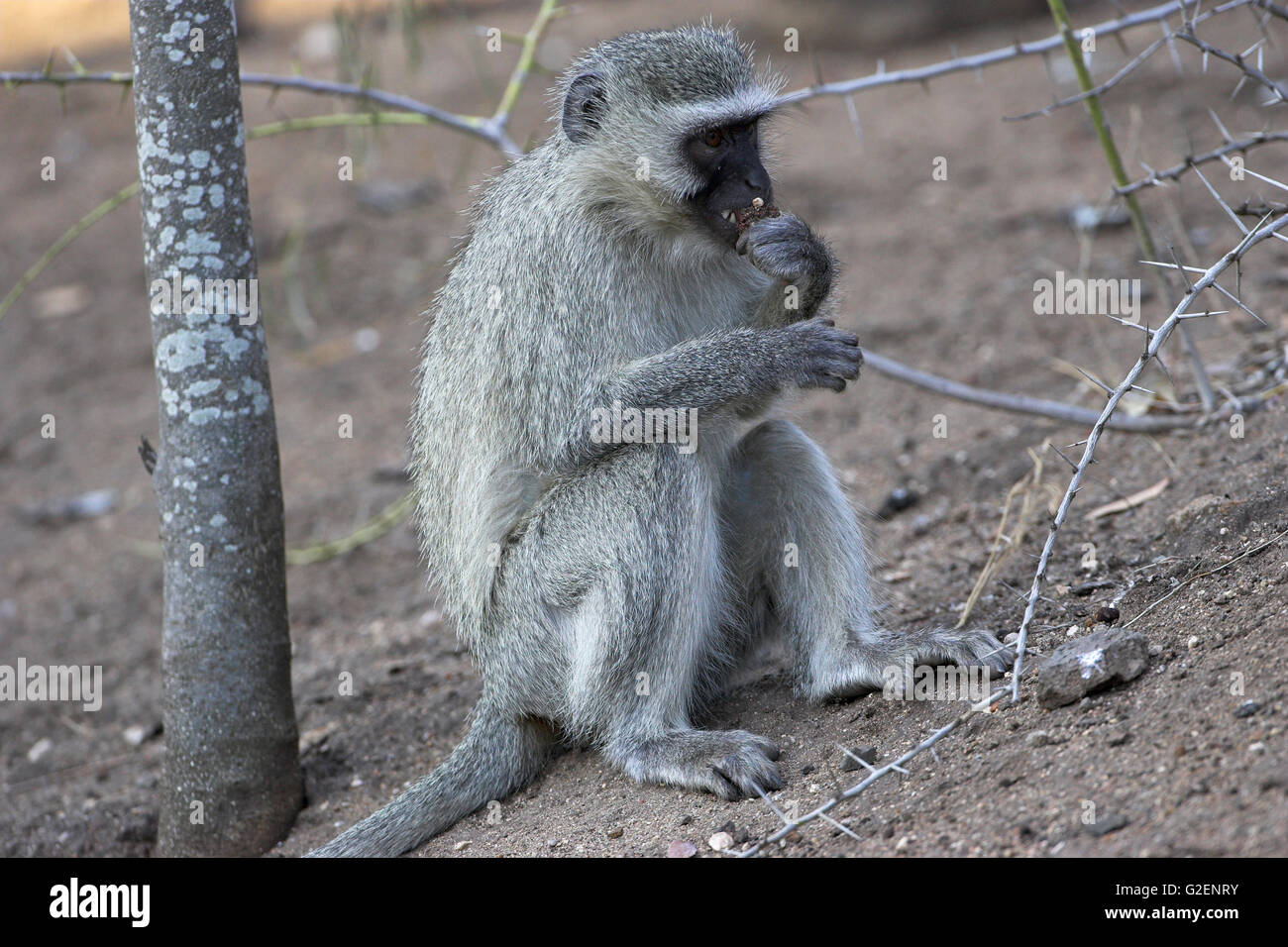 Vervet Affen Chlorocebus Pygerythrus Krüger Nationalpark in Südafrika Stockfoto