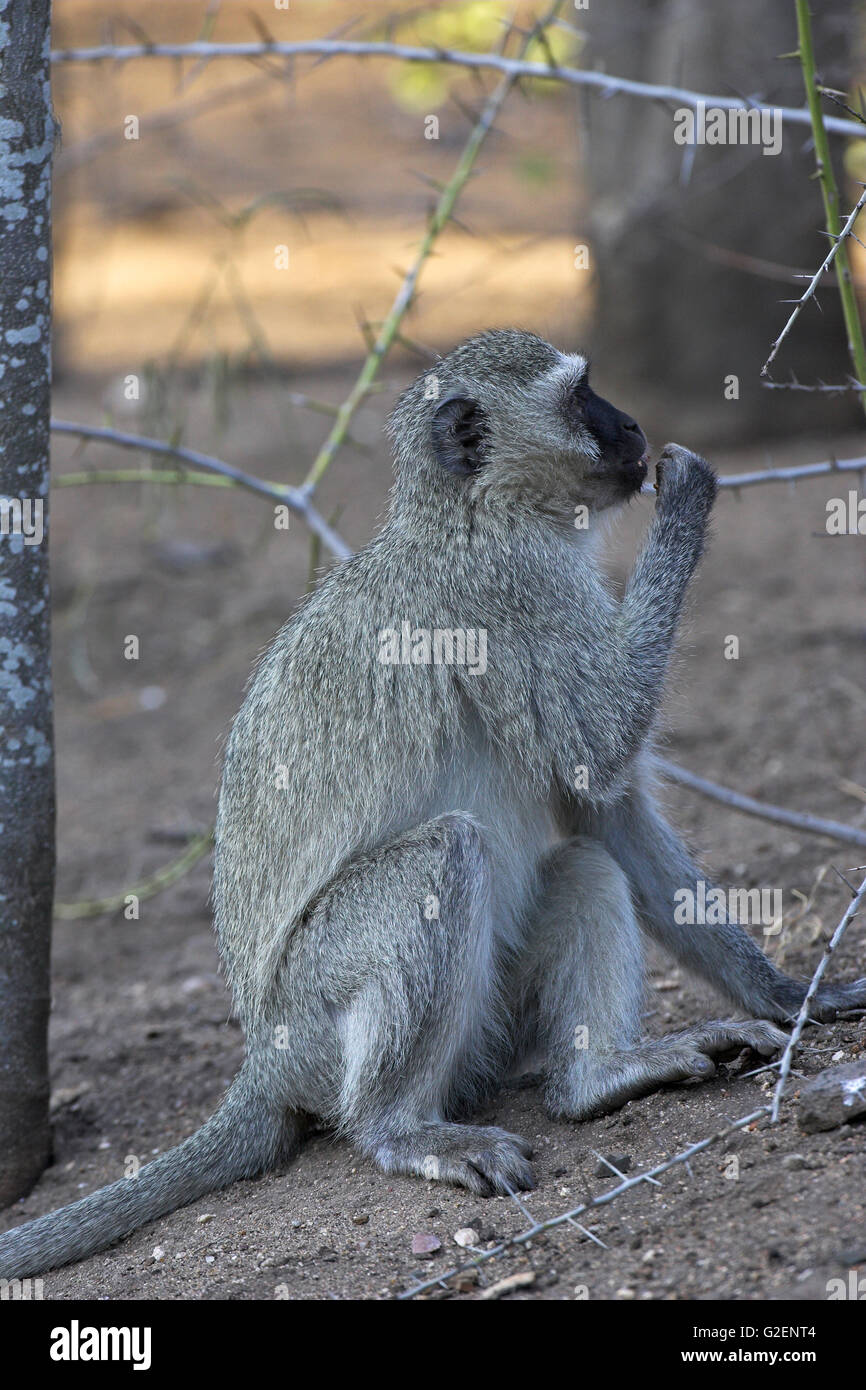 Vervet Affen Chlorocebus Pygerythrus Krüger Nationalpark in Südafrika Stockfoto