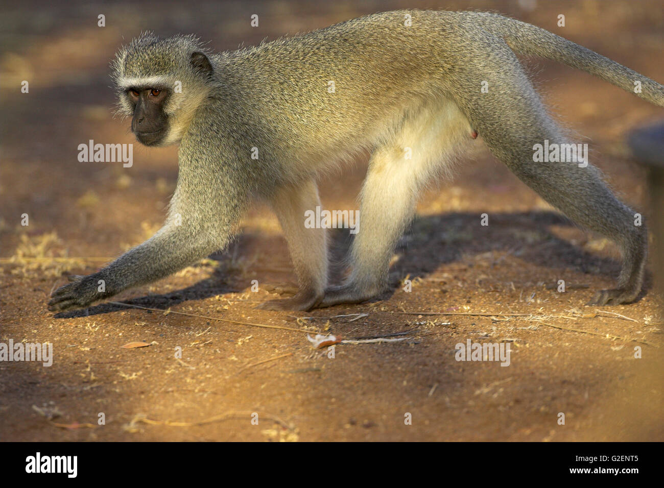 Vervet Affen Chlorocebus Pygerythrus Krüger Nationalpark in Südafrika Stockfoto