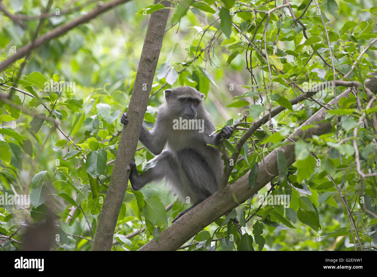 Diademmeerkatze führen Mitis St Lucia Wetland reserve Südafrika Stockfoto