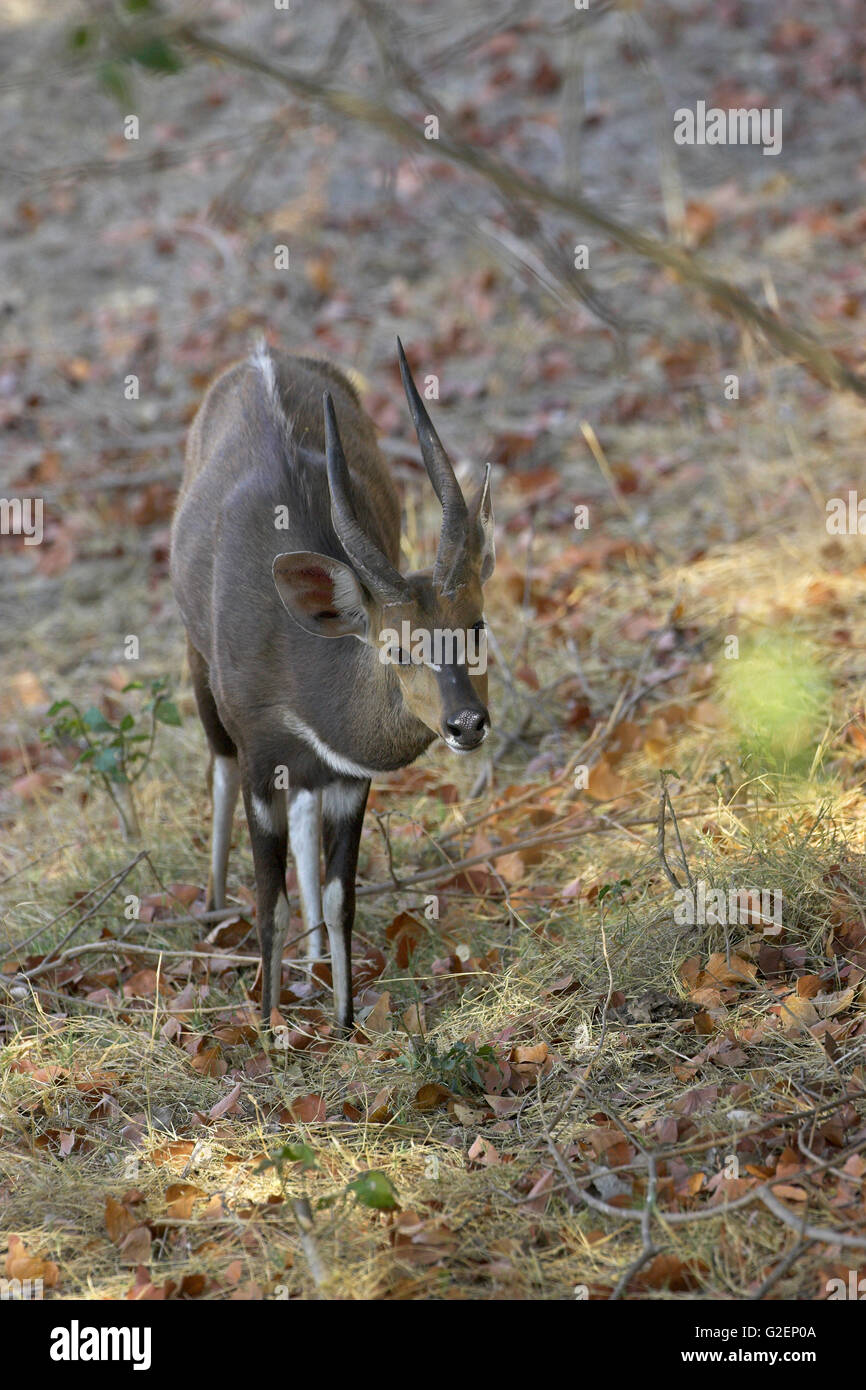 Nyala Tragelaphus Angasii Krüger Nationalpark in Südafrika Stockfoto