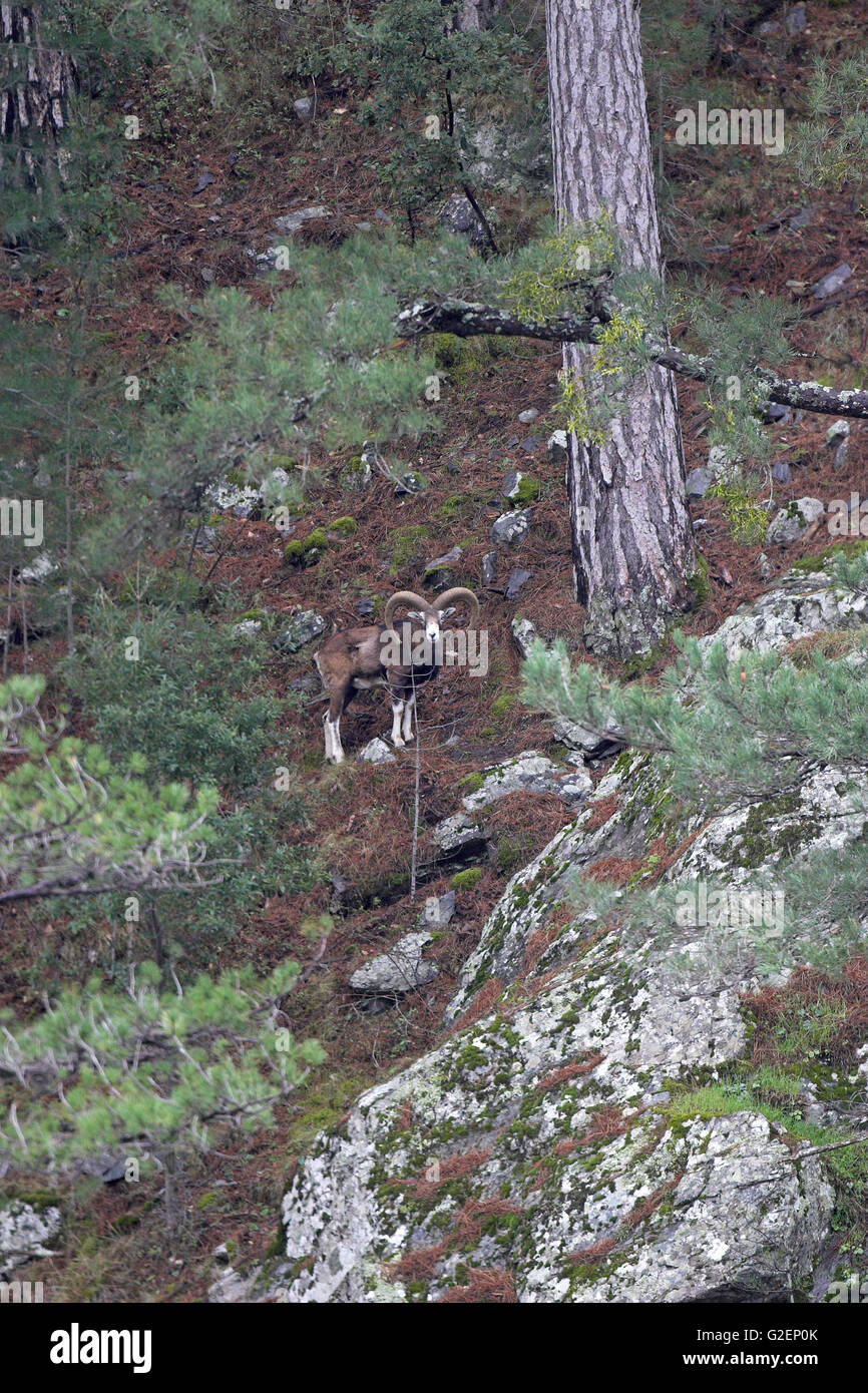 Mufflon Ovis Orientalis Musimon männlich unter korsische Pinien Pinus Nigra Laricio Asco-Tal Korsika Frankreich Stockfoto