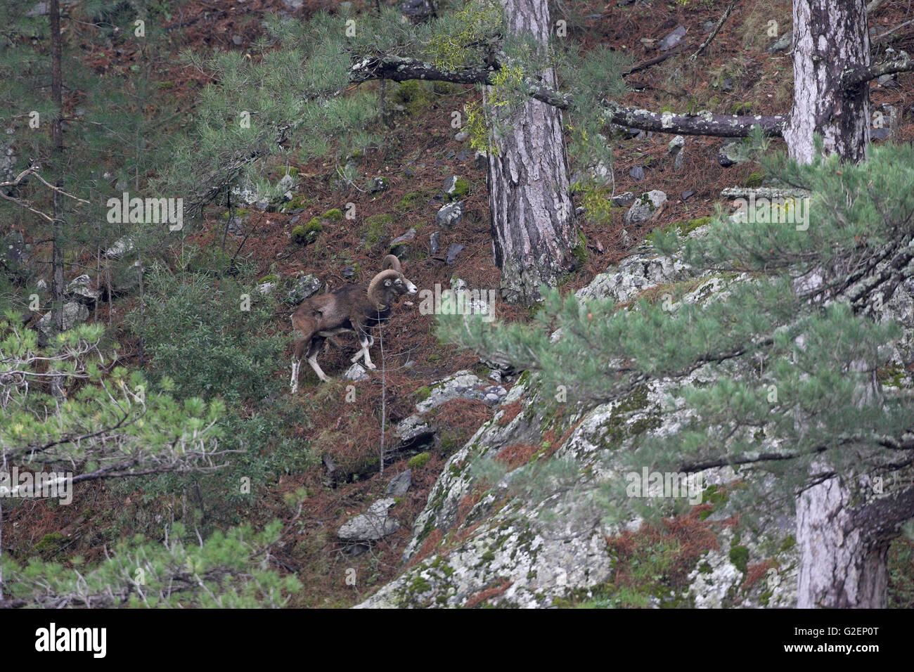 Mufflon Ovis Orientalis Musimon männlich unter korsische Pinien Pinus Nigra Laricio Asco-Tal Korsika Frankreich Stockfoto