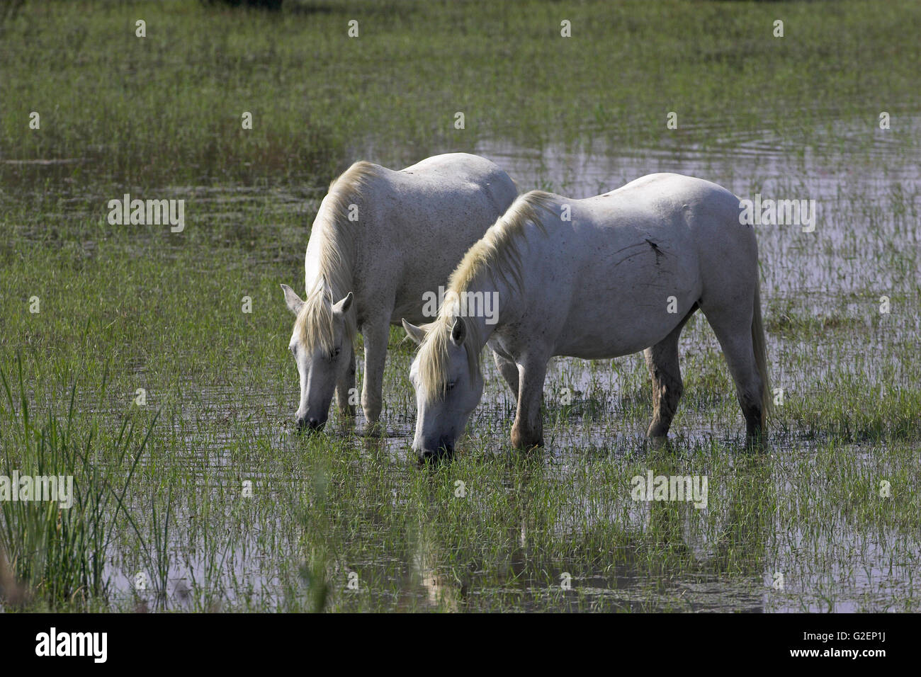 Weisse Pferde der Camargue Reserve Naturel-France Stockfoto